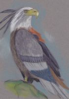 Bird of Prey